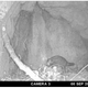 Camera trap image showing a lone crested rat.